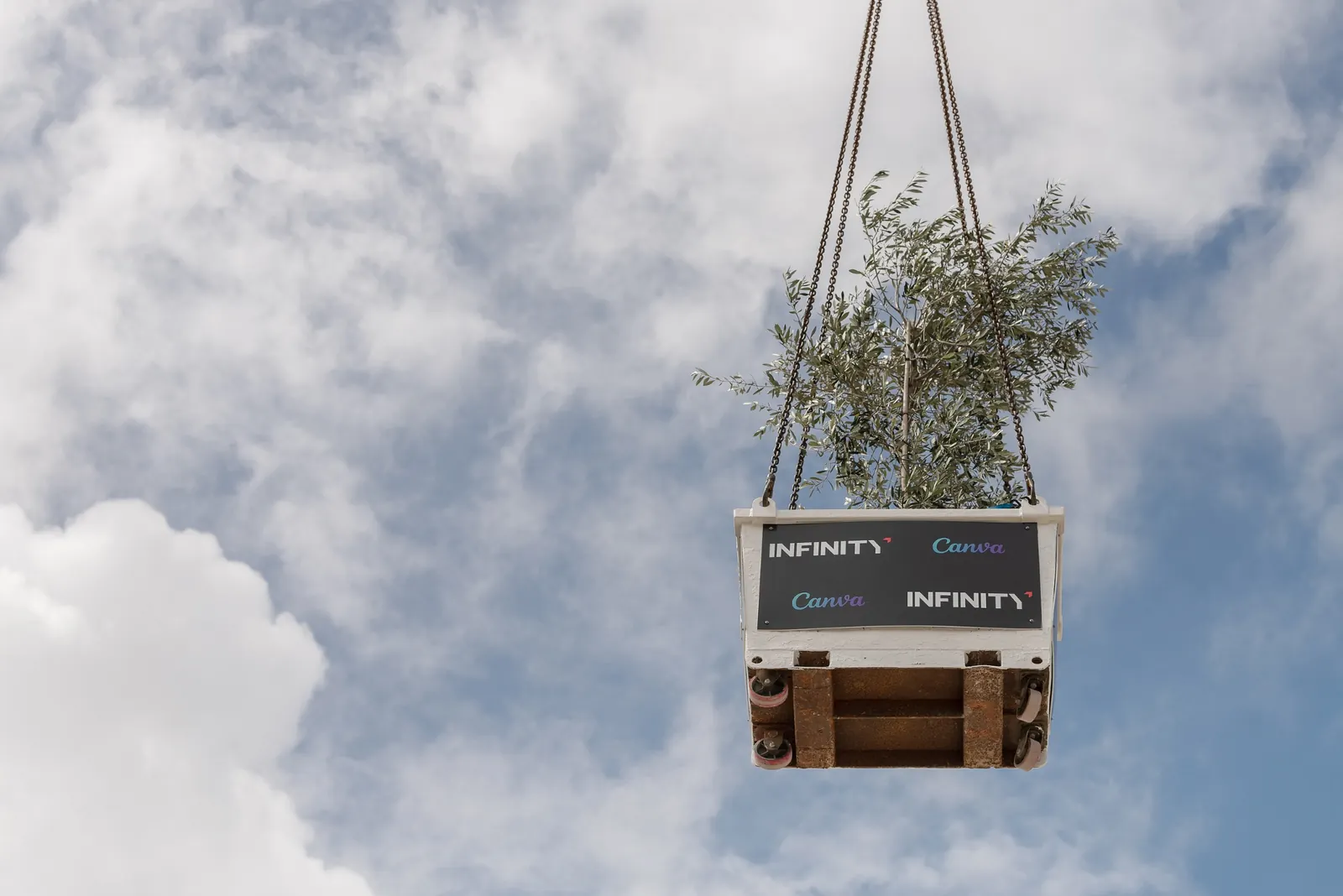 Ceremonial tree lifted by crane to mark the Canva Sydney Campus topping out milestone